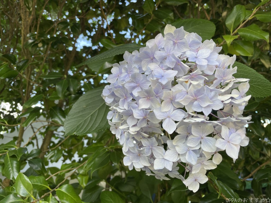 アジサイ