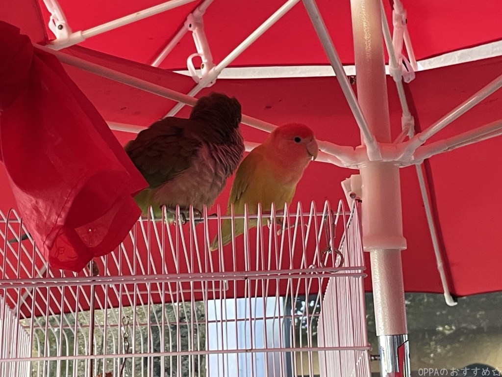 パラソルの下で休んでいるインコ