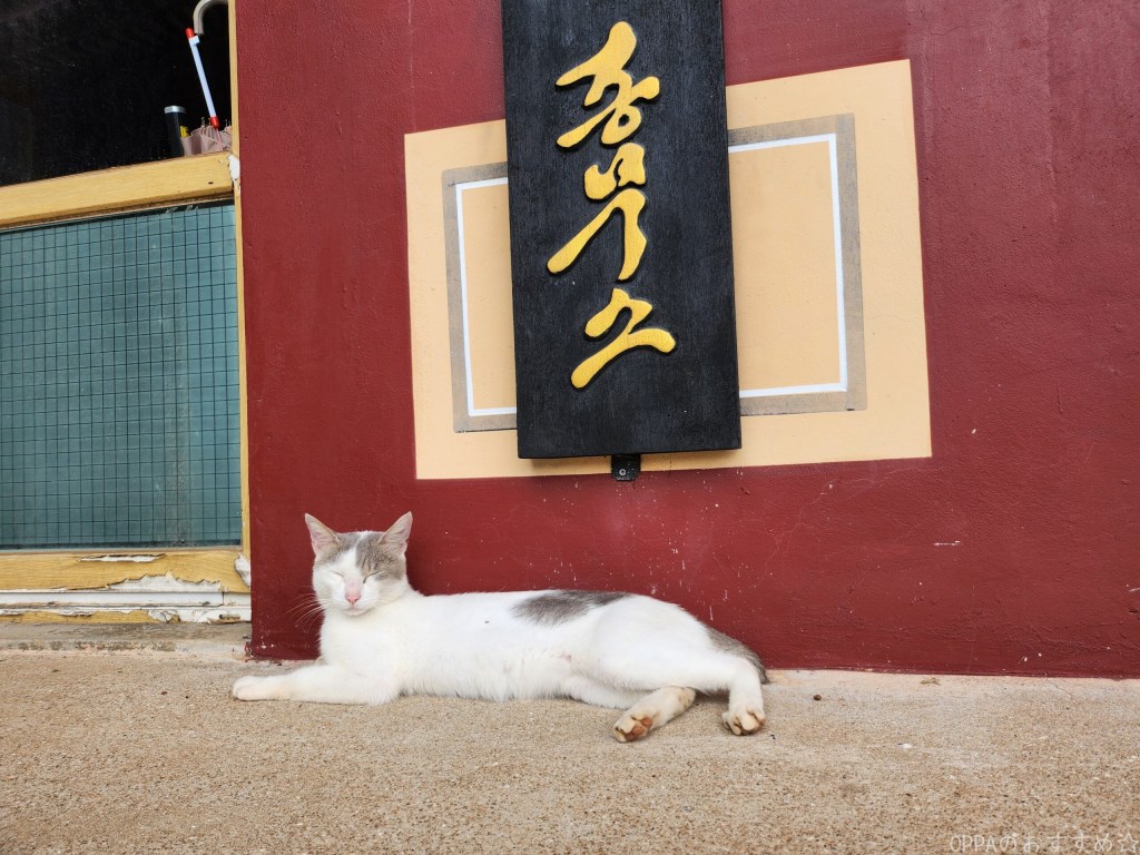 お寺の事務所前の猫